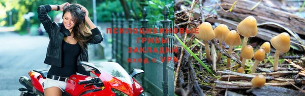 стафф Алзамай